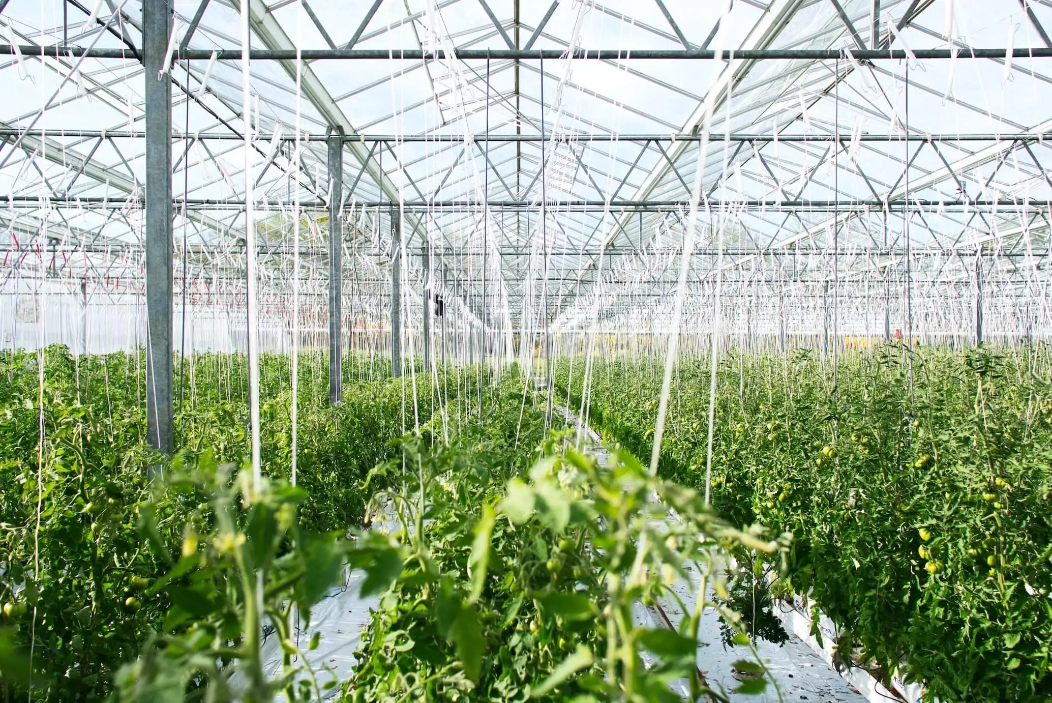 banner-image-agriculture-software-development-company-bmv-system-integration